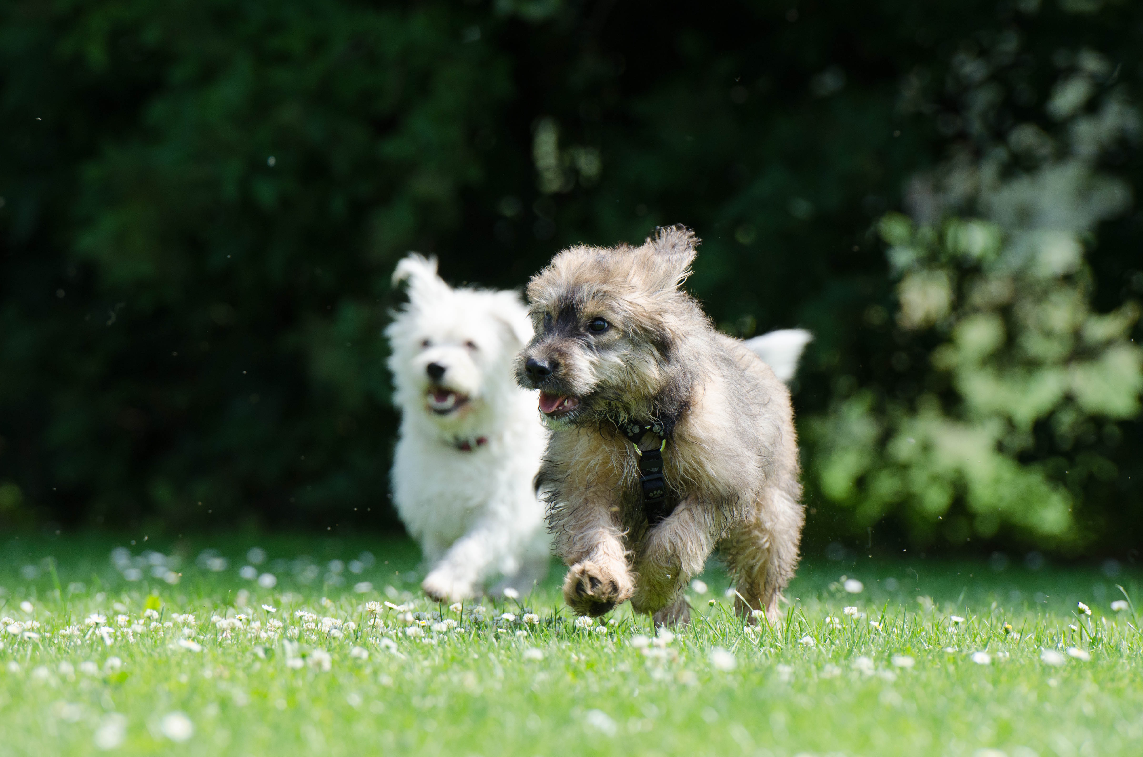 immagine_1_1 spray biologico antizanzare Cani